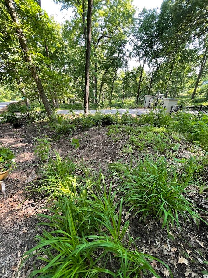 Roadside Hill Progress - Maturing